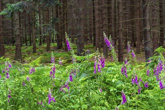 Struffelt nature reserve, forest near Roetgen-Rott, Common foxglove, Eifel, North Rhine-Westphalia,