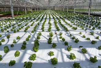 Agriculture, herb nursery, basil seedlings, growing in a greenhouse