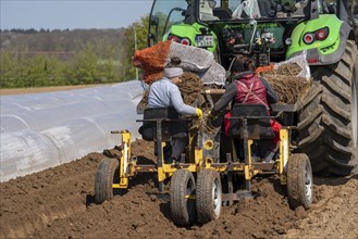 Asparagus farm, asparagus plant, planted in a field, with a planting machine, after a good year the