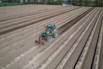 A farmer builds asparagus ridges on a field with the help of an asparagus tiller, in which the