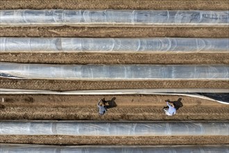 Asparagus harvest in the Rhineland, asparagus pickers at work in an asparagus field covered with