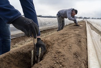 Asparagus harvest in the Rhineland, asparagus pickers at work in an asparagus field covered with