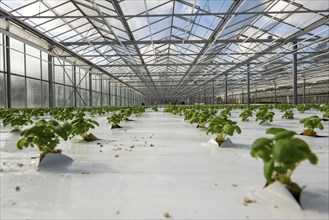 Agriculture, herb nursery, basil seedlings, growing in a greenhouse