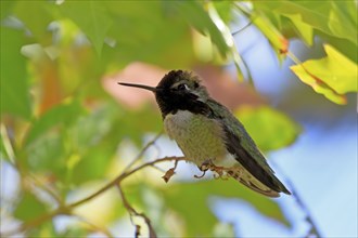 Costacolibri, (Calypte costae), adult, male, in perch, Sonora Desert, Arizona, North America, USA,