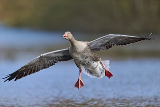 Greylag goose (Anser anser), Lower Saxony, Germany, Europe