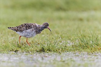 Ruff (Philomachus pugnax) male, Lower Saxony, Germany, Europe