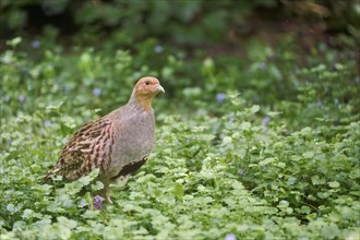 Gray partridge (Perdix perdix), Bavaria, Germany, Europe