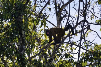 Red Nosed Bearded Saki, Chiropotes albinasus, Amazon basin, Brazil, South America