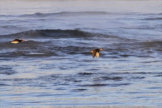 Morning in winter at the Elbe in Dresden, Mandarin ducks in flight, January, Saxony, Germany,