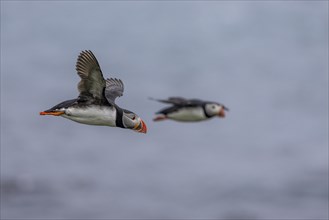 Puffin (Fratercula arctica), in flight, Grimsey Island, Iceland, Europe