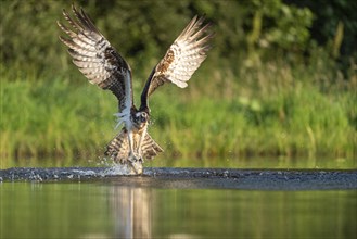 Western osprey (Pandion haliaetus) hunting, Aviemore, Scotland, Great Britain