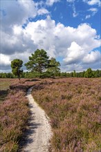 Heather blossom of the heather, in the Büsenbach valley, Lüneburg Heath nature reserve, Lower