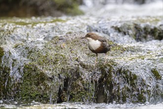 White-throated Dipper (Cinclus cinclus), at a torrent with larvae in its beak,