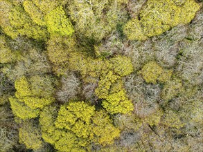 Top Down over Forest from a drone, Long Wood, River Dart, Dartmouth, Kingswear, Devon, England,