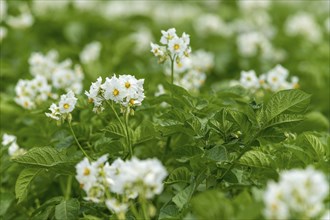 Potato (Solanum tuberosum) flowering, potato field, Baden-Württemberg, Germany, Europe