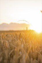 Sunset over a wheat field glowing in a soft golden colour, Gechingen, Black Forest, Germany, Europe