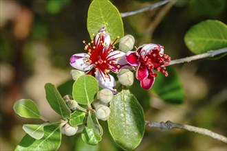 Brazilian guava (Acca sellowiana), feijoa or pineapple guava, flower, Liguria, Italy, Europe