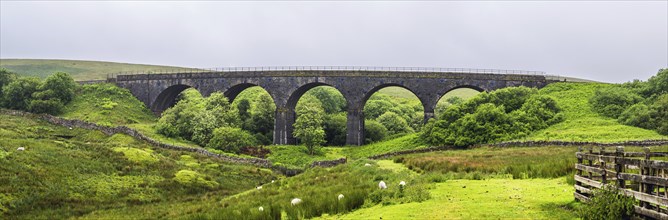 Viaduct and Sheeps on Farms in Yorkshire Dales National Park, North Yorkshire, England, United