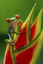 Red-eyed tree frog (Agalychnis callidryas), sitting on the blossom of a false bird-of-paradise