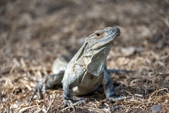 Black spiny-tailed iguana (Ctenosaura similis), adult female, Carara National Park, Tarcoles,