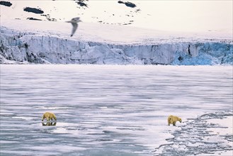 Polar bears (Ursus maritimus) walking on melting ice by a sea glacier in the arctic, Svalbard