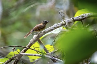 Tanager (Thraupidae), brown bird sitting on a branch in the rainforest, Corcovado National Park,