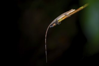 Anolis (Anolis) sitting on a stem at night, at night in the tropical rainforest, Refugio Nacional