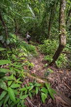 Young man on a hiking trail in the rainforest, tourist hiking in the tropical rainforest through