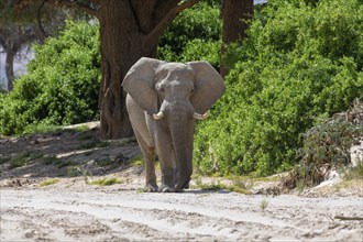 Desert elephant (Loxodonta africana) in the Hoanib dry river, male animal, Kaokoveld, Kunene