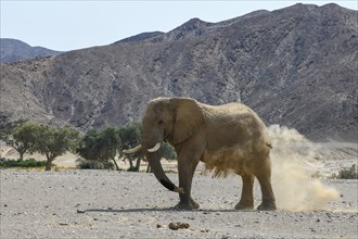 Desert elephant (Loxodonta africana) taking a sand bath in the Hoanib dry river, Kaokoveld, Kunene