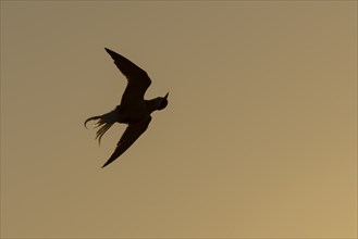 Little tern (Sternula albifrons) adult bird shaking in flight as it washs itself at sunset,