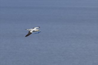 Northern gannet (Morus bassanus) adult bird in flight with a piece of plastic waste in its beak,