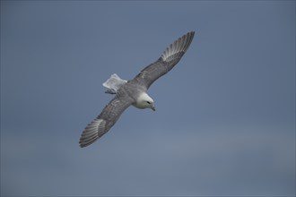 Northern Fulmar (Fulmarus glacialis) adult bird in flight, Yorkshire, England, United Kingdom,