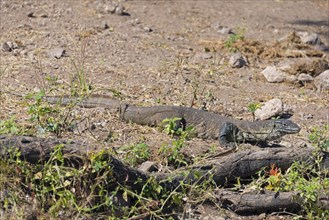 A monitor lizard sunbathing on the dry ground between stones and plants, Nile monitor lizard (Papio