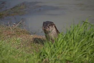 European otter (Lutra lutra) adult animal on a river bank, United Kingdom, Europe