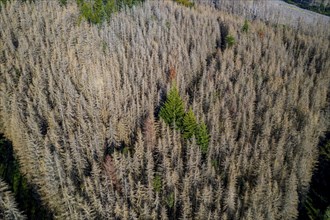 Sauerland, forest dieback, dead spruce trees, caused by the bark beetle, high temperatures, lack of