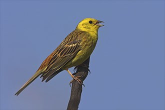 Yellowhammer (Emberiza citrinella), Ormoz area, Ormoz, Podravska, Slovenia, Europe