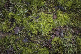 Forest floor with moss in the Hohe Ward nature reserve in Münster, 08/04/2024