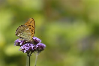 Silver-washed fritillary butterfly (Argynnis paphia) adult insect feeding on a purple garden