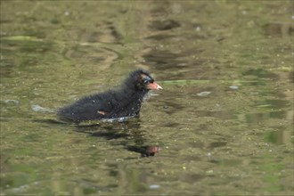 Moorhen (Gallinula chloropus) juvenile baby bird swimming in water of a pond in the summer,