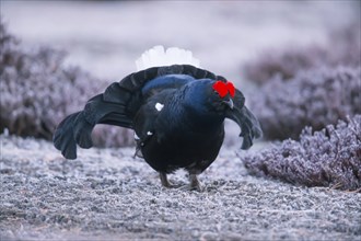 Black grouse, Lyrurus tetrix, Tetrao tetrix, Bavaria, Bavaria, Federal Republic of Germany