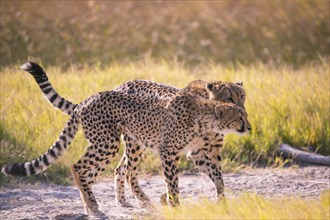 Africa, Botswana, cheetah, Acinonyx jubatus, Botswana, Botswana, Africa