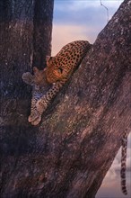 Leopard, with young, 6 months, old, Panthera pardus, Botswana, Botswana, Botswana, Africa