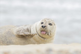 Grey seal (Halichoerus grypus) adult animal resting on a beach with its tongue sticking out,