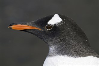 Gentoo penguin (Pygoscelis papua), on Sounders Island, Falkland Islands, Antarctica, Portrait,