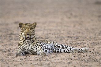 Resting leopard, (Panthera pardus), male leopard resting Kalahari Gemsbok NP, South Africa, Africa