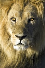 Male lion, (Panthera leo), last light portrait Kalahari Gemsbok NP, South Africa, Africa