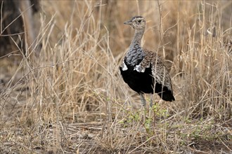 Red-crested Bustard (Lophotis ruficrista), adult, foraging, alert, Kruger National Park, Kruger