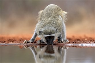 Vervet Monkey (Chlorocebus pygerythrus), adult, drinking, at the water, Kruger National Park,