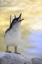 Little Penguin (Eudyptula minor), adult, on land, calling, spreading wings, Kangaroo Island, South